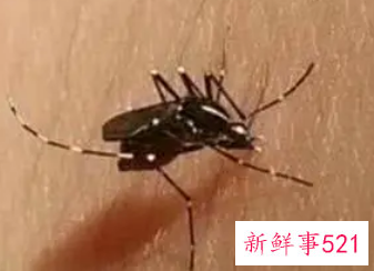 被虫子叮咬后红肿如何处理