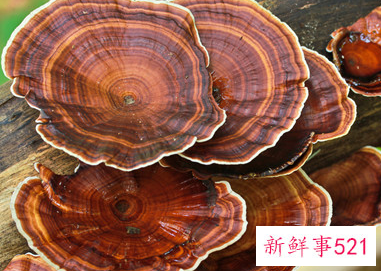 经期能喝灵芝水吗