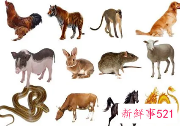 喜欢搞暧昧的生肖女