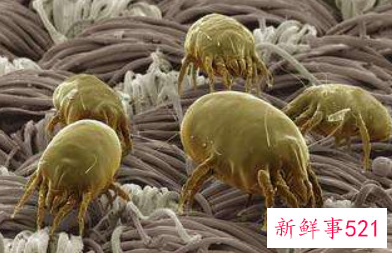 风油精可以杀螨虫