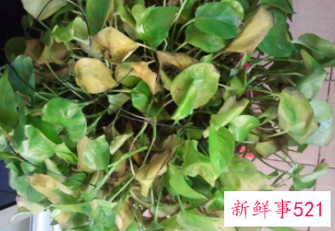 绿萝叶子发黄了怎么办