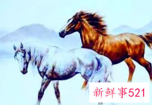 属马人的情商和智商