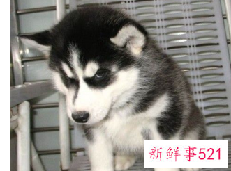 最漂亮的狗排名第一