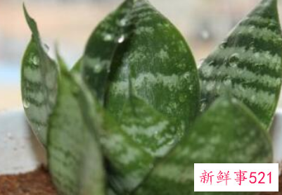 10种客厅招财植物推荐