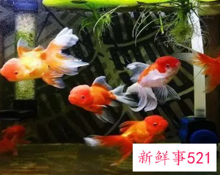 家里养鱼养几条好