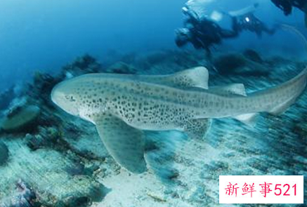 豹纹鲨是不是国家保护动物