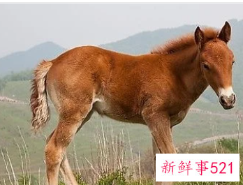 梦见穿马具是什么意思