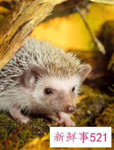 哪种小宠物干净好养没有味