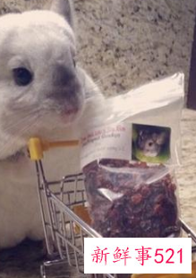 哪种小宠物干净好养没有味