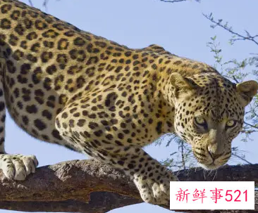 梦见被豹子追有什么预兆