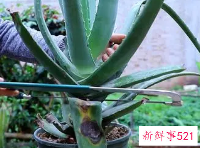 自家养的芦荟怎样护肤