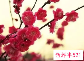 梅好听昵称四个字