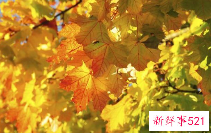 秋季用什么泡水喝能滋阴润燥