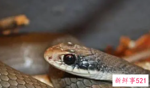 孕妇梦见半条蛇是什么意思