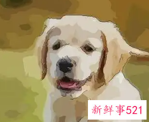 1994年属狗幸运颜色