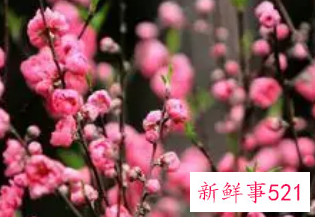 什么样的人有桃花灾