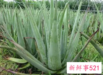 鸡蛋泡酒的美白方法有哪些