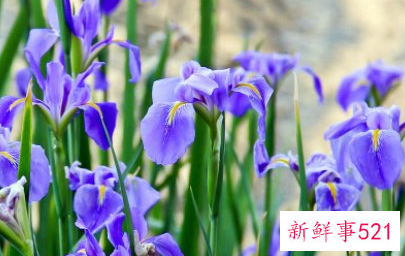 生僻唯美的花名简短