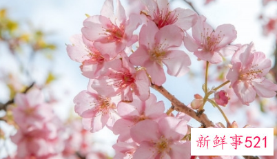 十二生肖如何得到桃花