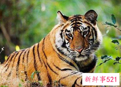 虎和蛇相配婚姻如何破解