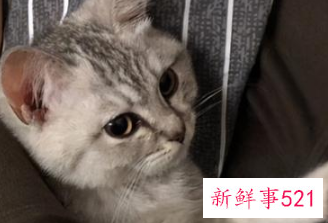 养猫咪的好处
