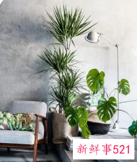 属龙人客厅放什么绿植