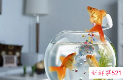 四大灵性鱼是什么