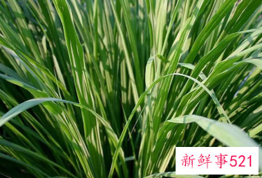 自制一瓶高效无毒驱蚊水