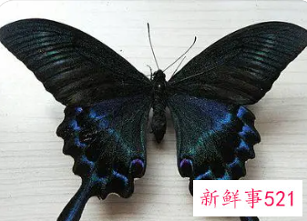 蝴蝶大翅膀小翅膀