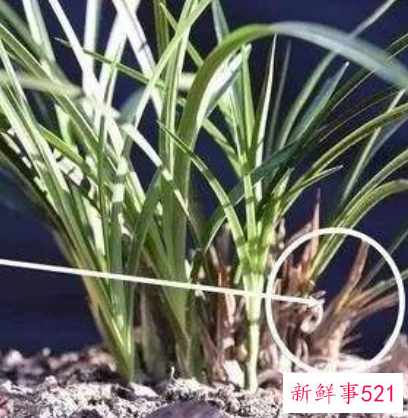 兰花秋天能换盆吗