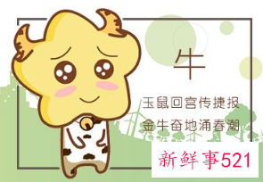 属牛适合什么行业