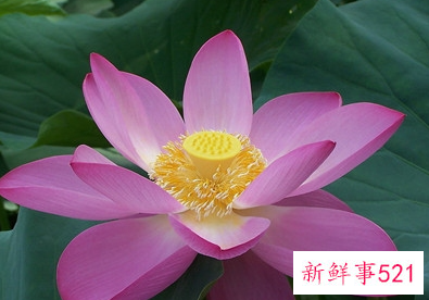 荷花的吉祥寓意