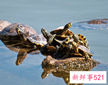 梦见吃乌龟是什么预兆