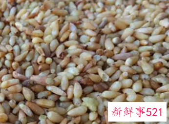 柏子仁功效与作用