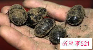 土元的作用和功效