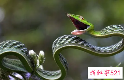 梦见被蛇追逐有什么征兆