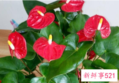 春节家里摆什么花喜庆