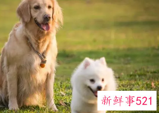 女人梦见狗追是什么预兆