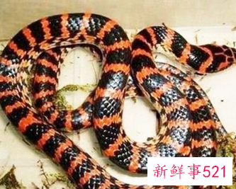 孕妇梦见灰蛇是什么意思