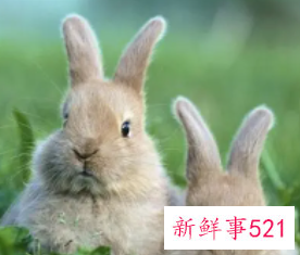 属兔的起名字带什么好