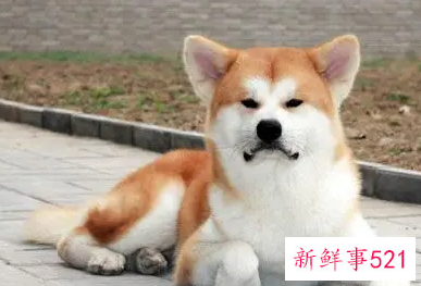 秋田犬该如何喂养