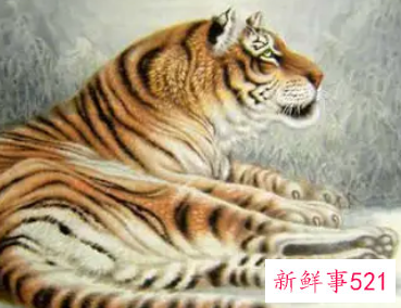 属虎起什么名字好