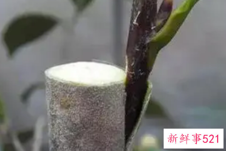 十种名贵花木的嫁接方法