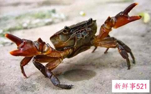 螃蟹的做法有哪些