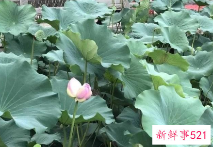 大明湖或出现第三株并蒂莲