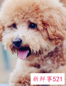 哪种小宠物干净好养没有味