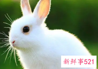 有创意的兔子名字