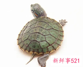 做梦梦见大海龟是什么意思