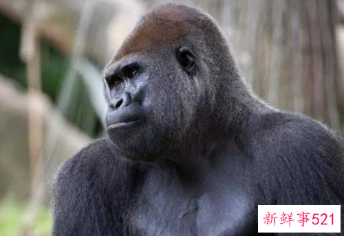 什么动物咬合力最大