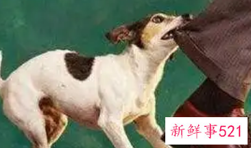 梦见狗靠近我但不咬我